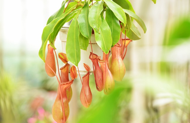 猪笼草为什么不长笼子