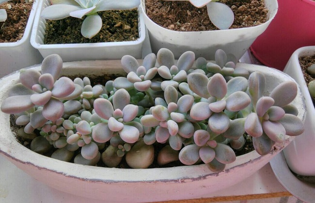 艾伦多肉植物养殖办法