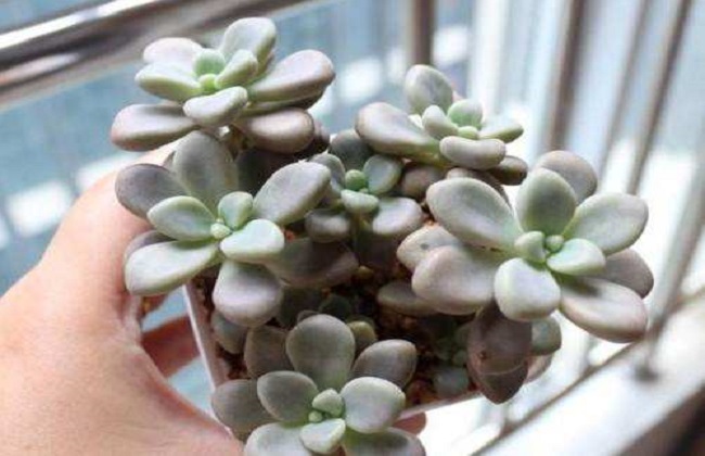 艾伦多肉植物养殖办法