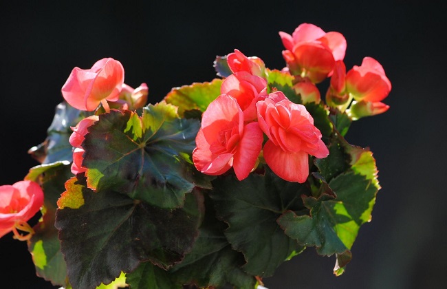 秋海棠有毒吗？