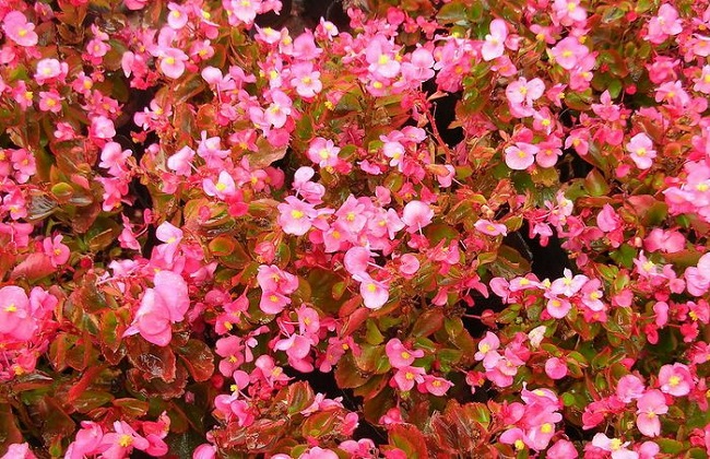 秋海棠有毒吗？