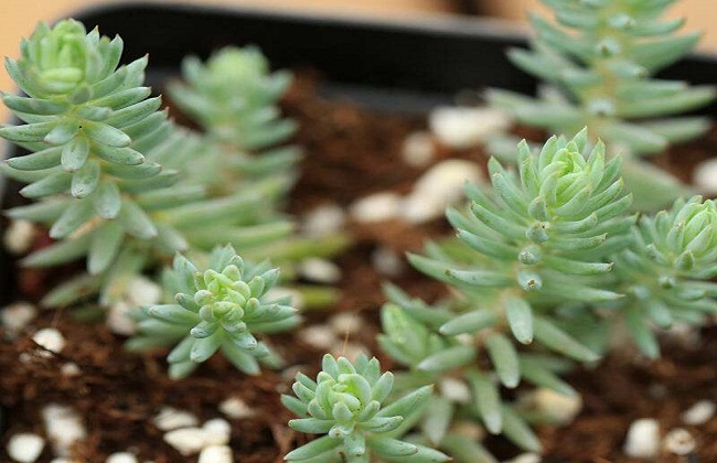 多肉塔松的养殖办法