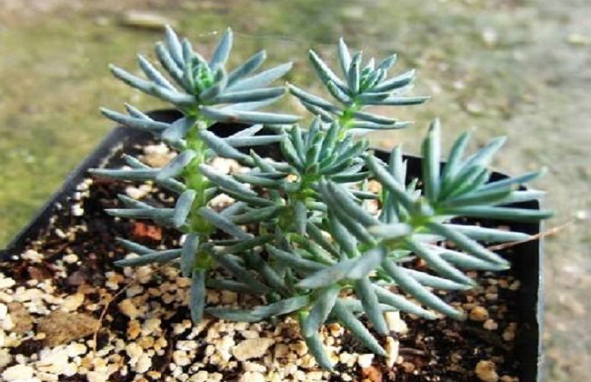 多肉塔松的养殖办法