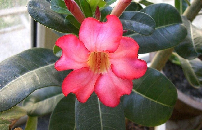 沙漠玫瑰冬季养殖办法