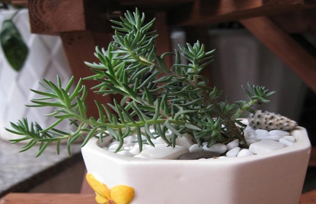 多肉塔松的养殖办法