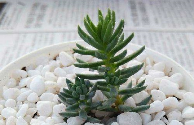 多肉塔松的养殖办法