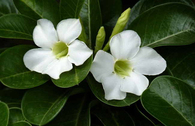 沙漠玫瑰冬季养殖办法