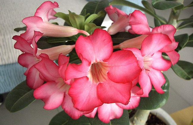 沙漠玫瑰冬季养殖办法