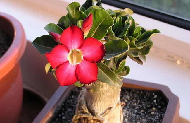 沙漠玫瑰冬季养殖办法