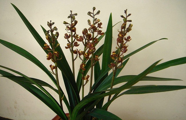 墨兰不开花的原因