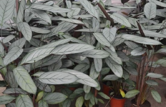 飞羽竹芋叶子打卷解决办法