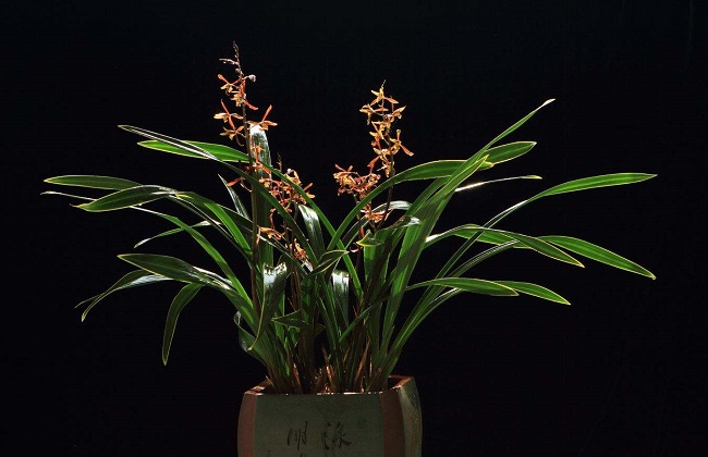 墨兰不开花的原因