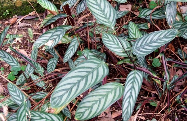 飞羽竹芋叶子打卷解决办法