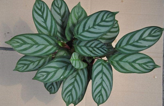 飞羽竹芋叶子打卷解决办法