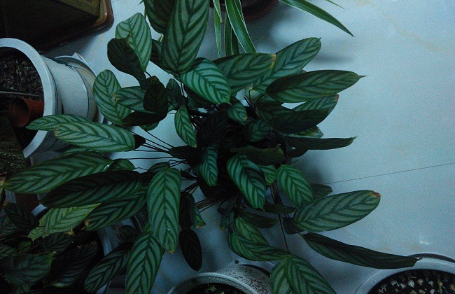 飞羽竹芋叶子打卷解决办法