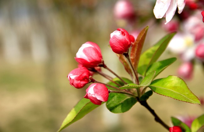 秋海棠和海棠的区别