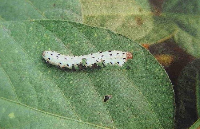 茉莉长虫解决办法