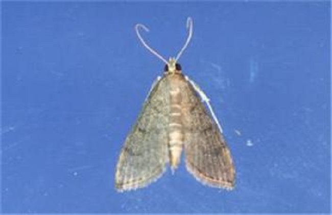 茉莉长虫解决办法