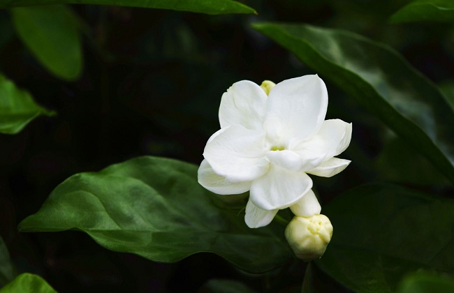 茉莉长虫解决办法