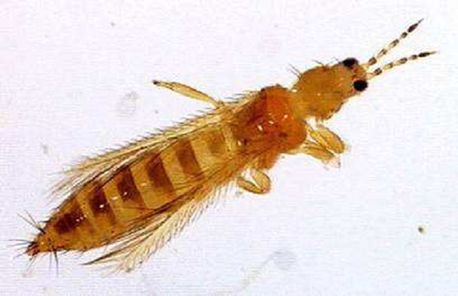 茉莉长虫解决办法