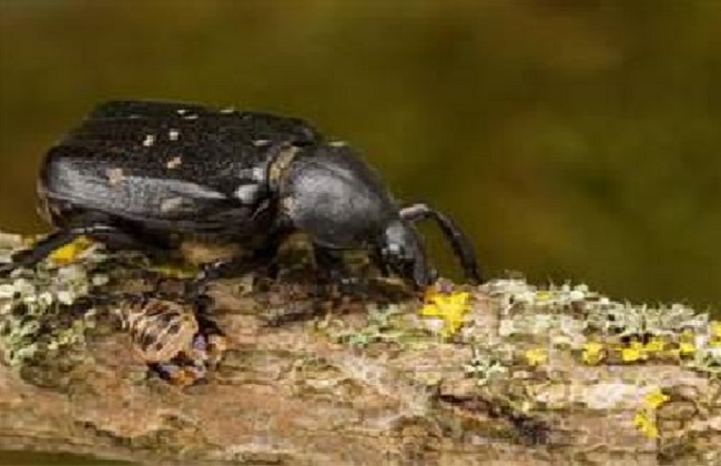 茉莉长虫解决办法