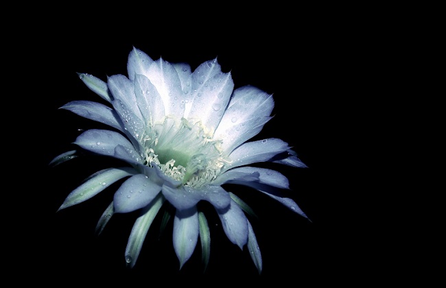 昙花病虫害防治办法