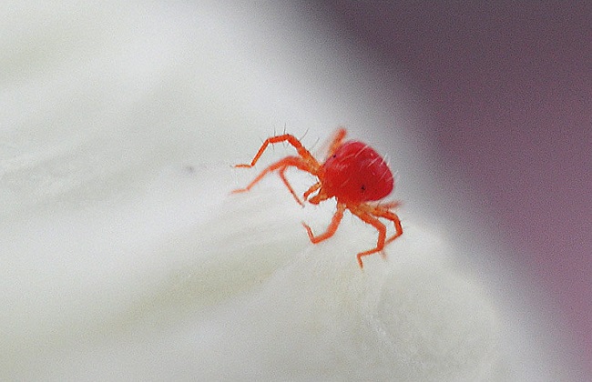 昙花病虫害防治办法