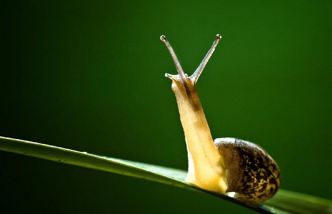 茉莉长虫解决办法