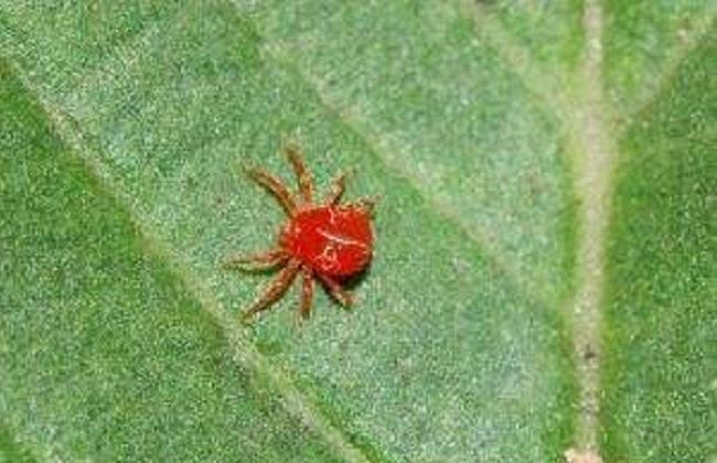 茉莉长虫解决办法