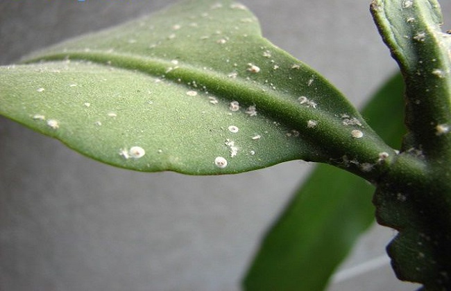 昙花病虫害防治办法