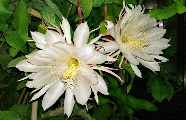 昙花病虫害防治办法