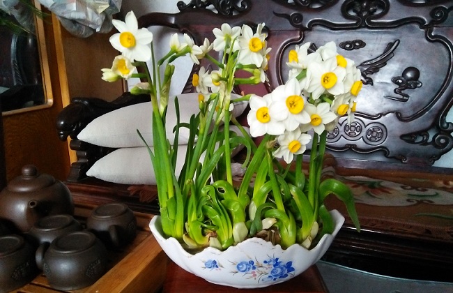 水仙花叶子太长解决办法