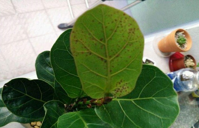 琴叶榕为什么长锈斑