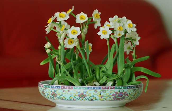 水仙花叶子太长解决办法