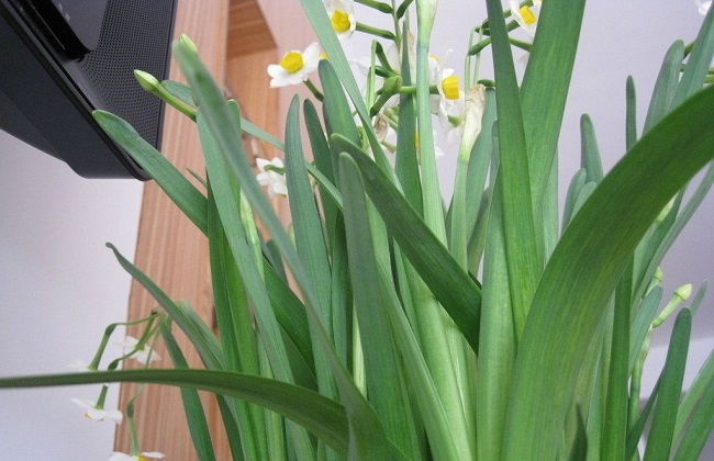 水仙花叶子太长解决办法