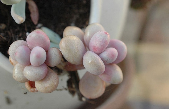 桃美人掉叶子什么问题