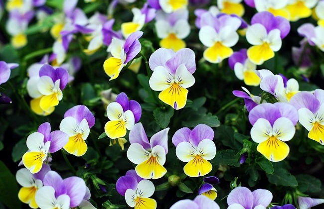 角堇的种植办法