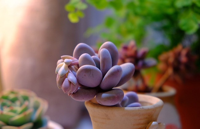 桃美人掉叶子什么问题