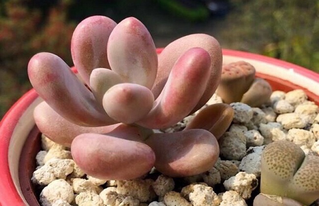 桃美人掉叶子什么问题