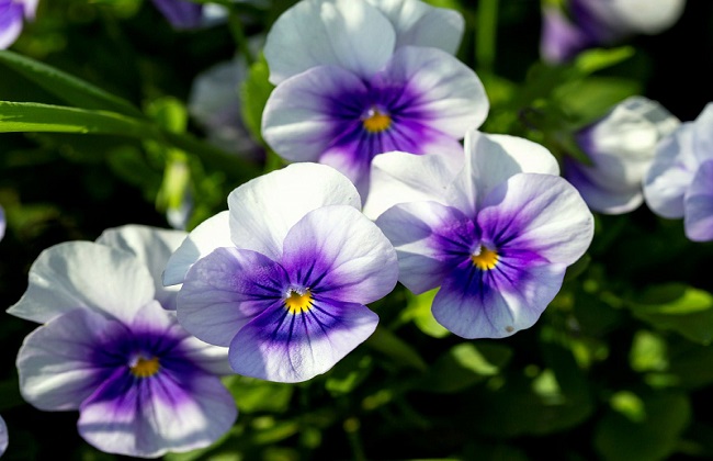 角堇的种植办法