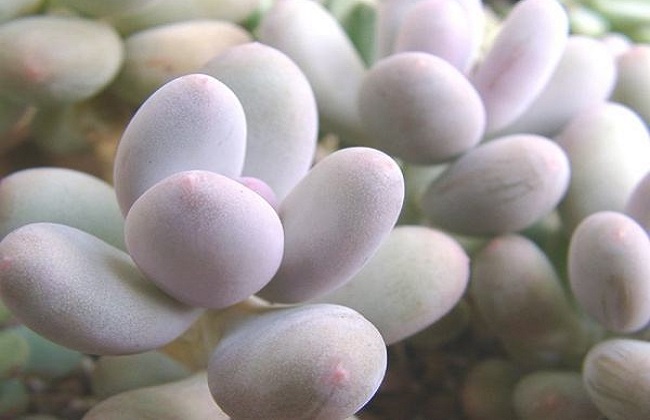 桃美人掉叶子什么问题