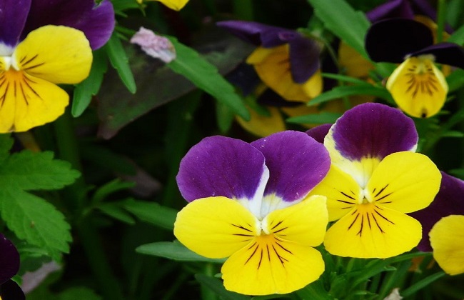 角堇的种植办法