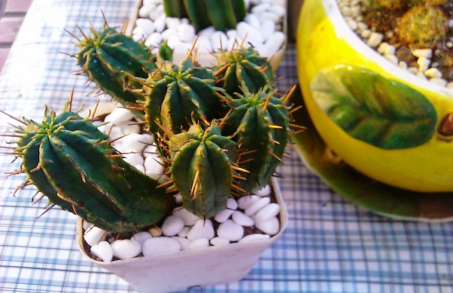 红彩阁的养殖办法