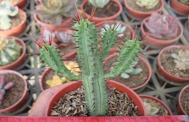 红彩阁的养殖办法