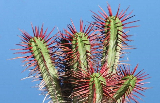 红彩阁的养殖办法