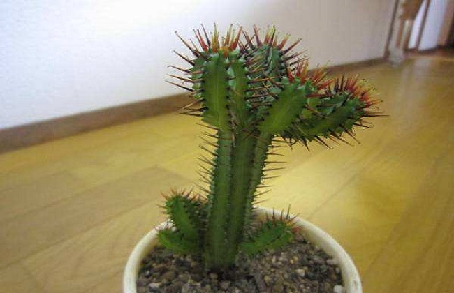 红彩阁的养殖办法