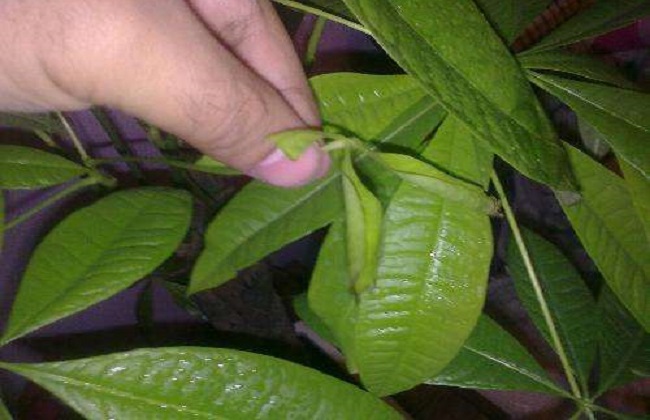 发财树新叶卷曲解决办法？