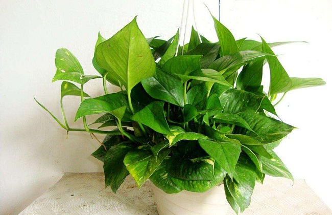 绿萝冻伤了解决办法