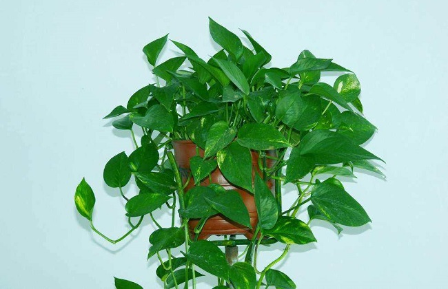 绿萝冻伤了解决办法