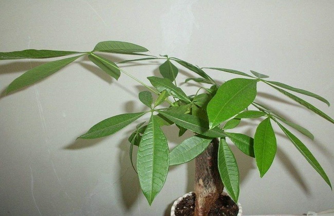 发财树新叶卷曲解决办法？